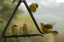 sub-adult tanagers.jpg